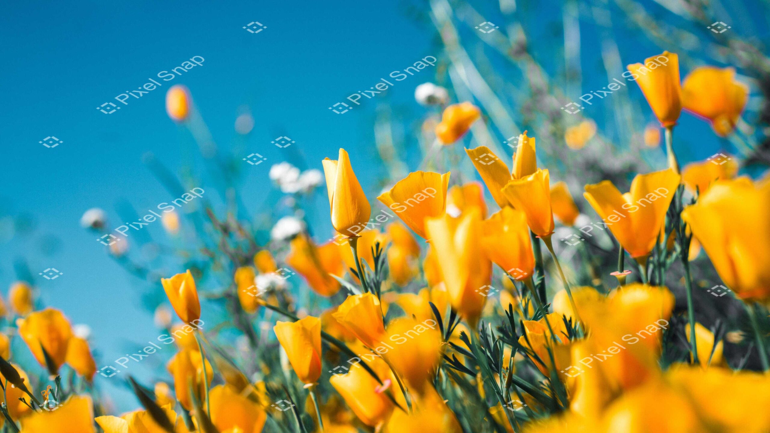 Yellow Flower